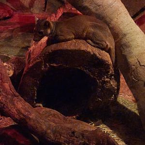 Fossa in Kingdoms of the Night