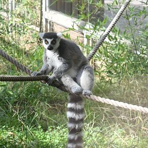 Ring-tailed Lemur