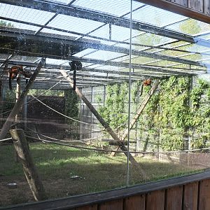 Red Ruffed Lemurs exhibit