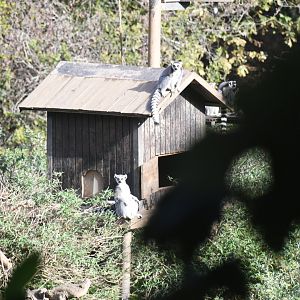 Lemur Island (Ring-tailed Lemurs)