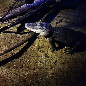 American Alligator