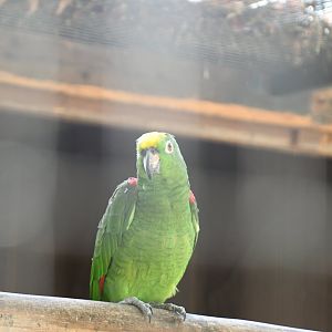 Yellow-shouldered Amazon