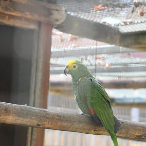 Yellow-shouldered Amazon