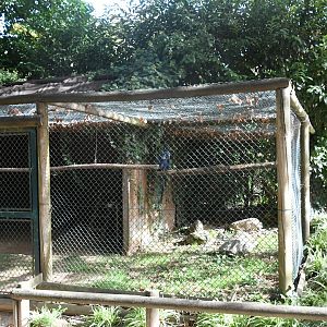 Hyacinthine Macaw aviary
