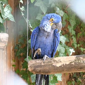 Hyacinthine Macaw