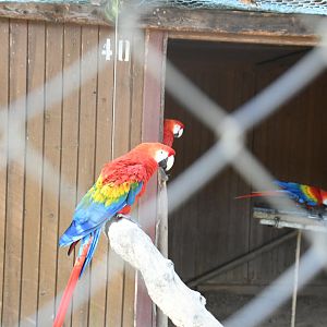 Scarlet Macaws