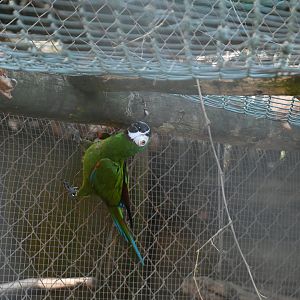 Chestnut-fronted Macaw