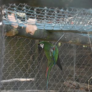 Chestnut-fronted Macaw