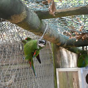 Chestnut-fronted Macaw