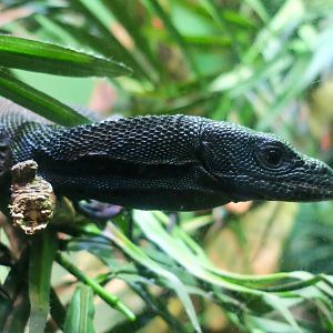 Black Tree Monitor (Varanus beccarii)
