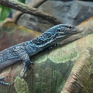 Blue Tree Monitor (Varanus macraei)