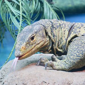 Gray's Monitor (Varanus olivaceus)