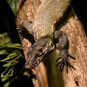 Komodo Dragon (Varanus komodoensis)