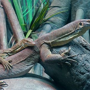 Mertens Water Monitor (Varanus mertensi)