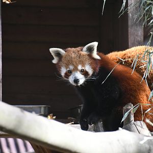 Red Panda