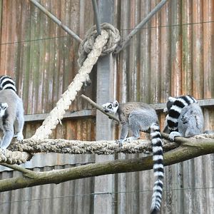 Ring-tailed Lemurs