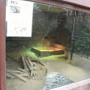 South African Crested Porcupine exhibit (inside Tropic World House)
