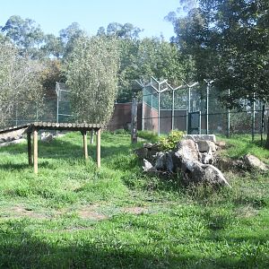 Amur Tigers exhibit