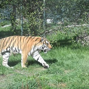 Amur Tiger