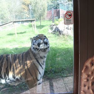 Amur Tiger