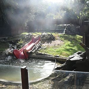 Asian Small-clawed Otters exhibit