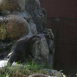 Asian Small-clawed Otter