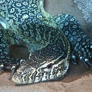 Nile Monitor (Varanus niloticus)