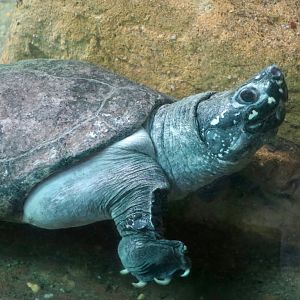 Black Pond Turtle (Geoclemys hamiltonii)