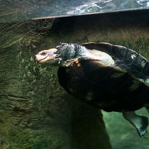 Cochin Black Turtle (Melanochelys trijuga coronata)