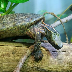 Four-Eyed Turtle (Sacalia quadriocellata)