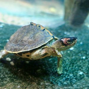 Indian Roofed Turtle (Pangshura tecta)