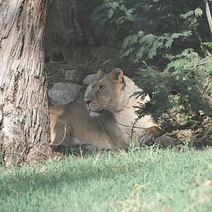 Asian Lion