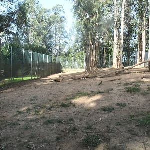 Spotted Hyenas exhibit