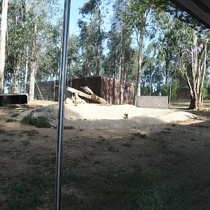 Spotted Hyenas exhibit