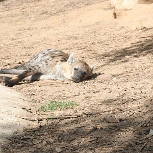 Spotted Hyena