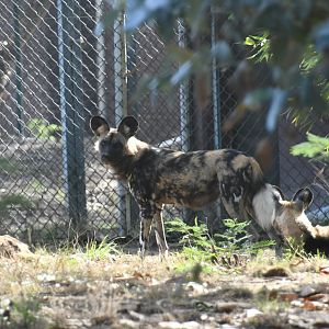 African Wild Dog