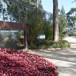 Eurasian Lynx exhibit