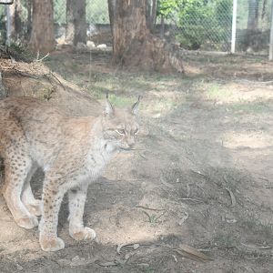 Eurasian Lynx