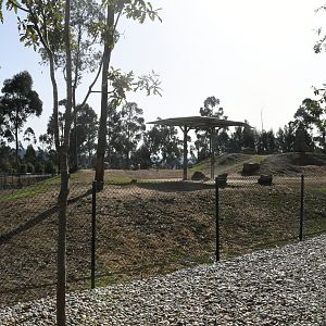 African Savanna (Giraffes, Antelopes, Ostrich)