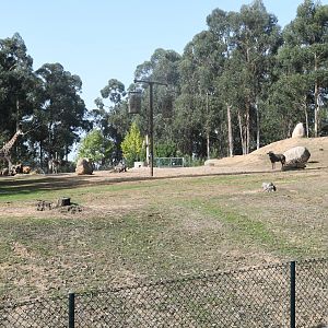 African Savanna (Giraffes, Antelopes, Ostrich)