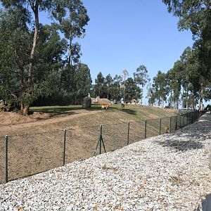 African Savanna (Giraffes, Antelopes, Ostrich)