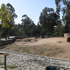 African Savanna (White Rhinos and Plains Zebras)