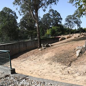 African Savanna (White Rhinos and Plains Zebras)