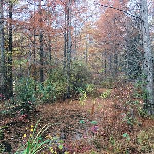 Cypress Swamp in Autumn