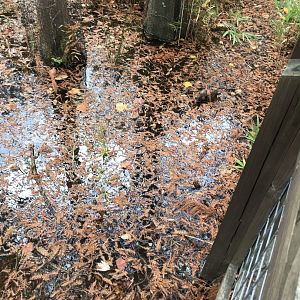 High Water Level at Cypress Swamp
