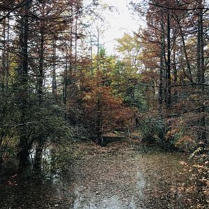 Cypress Swamp in Autumn