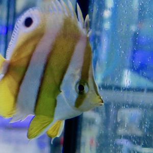 Brownbanded Butteflyfish (Roa modesta)