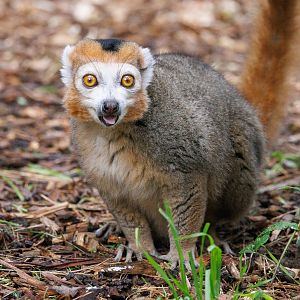 Crowned Lemur