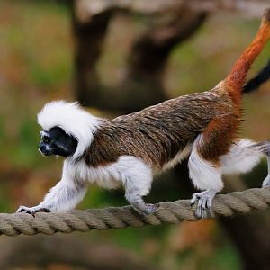 Cotton-Top Tamarin