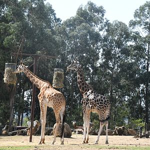 Giraffes (1.0 Kordofan and 1.0 Baringo)